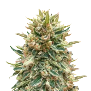 Bubba Kush