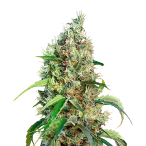 Bubblegum