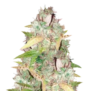 CBD Sugar
