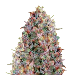 Cherry Pie