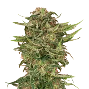 G13