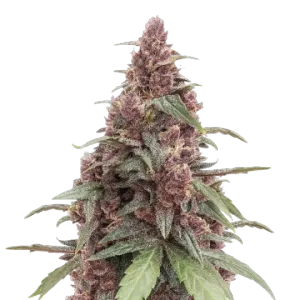 Grandmommy Purple