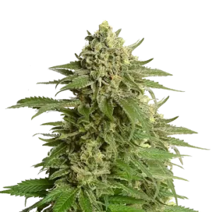 Haze #1