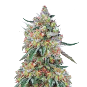Hellfire OG