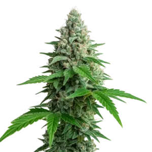 Lemon Cherry Gelato Auto