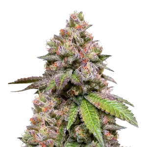 LSD