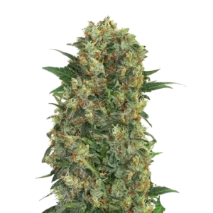 Master Kush Régulière