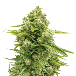 Northern Lights