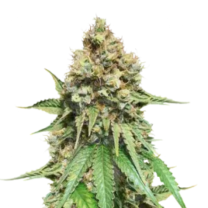 Northern Lights X Big Bud