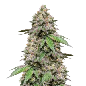 Plushberry Auto