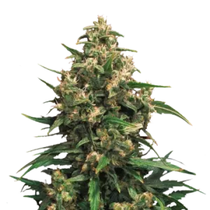 Strawberry Cough