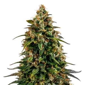 Watermelon Zkittlez