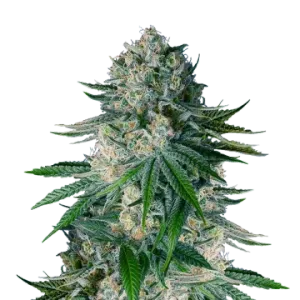 White Widow Régulière