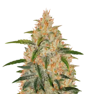 Zkittlez