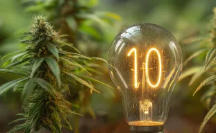 10 Conseils pour des Rendements Maximaux de vos Plants de Cannabis