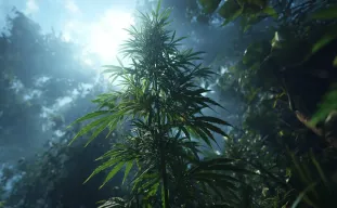 5 Conseils Essentiels pour Cultiver avec Succès du Cannabis Landrace