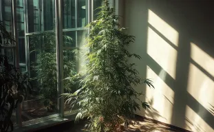 6 conseils d’experts pour contrôler la hauteur du cannabis Sativa en intérieur