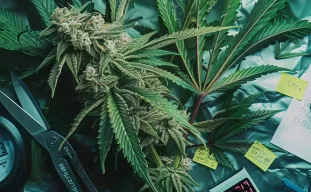 6 Conseils éprouvés pour raccourcir la floraison de vos plants de cannabis