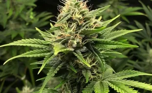 L'ultime FAQ sur les graines de cannabis autofloraison : Tout ce que vous devez savoir