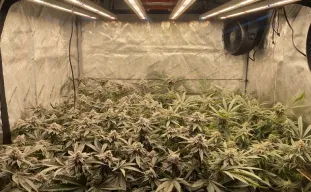 Guide avancé de formation des plants de cannabis : le guide ultime pour maximiser les rendements