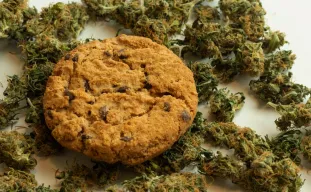 10 Variétés de Cannabis les plus Savoureuses de Tous les Temps 😋