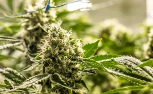 Stagnation de la croissance à des récoltes explosives&nbsp;: un guide pour des têtes d’autofloraison plus grosses et plus denses