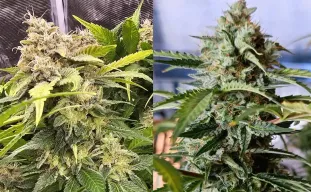 Autofloraison vs. graines féminisées : le guide comparatif ultime