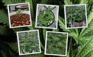 Cycle de vie des autofloraison - Photos semaine par semaine