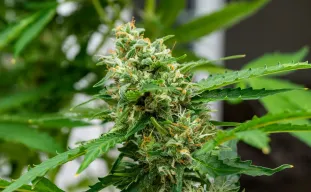 Guide des Nutriments Pour Autofloraison