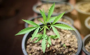 Quel Pot Choisir Pour une Variété à Autofloraison ?