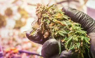 Rendement des souches autofloraison en intérieur et en extérieur