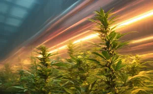 Guide du débutant pour cultiver des variétés de cannabis à floraison rapide