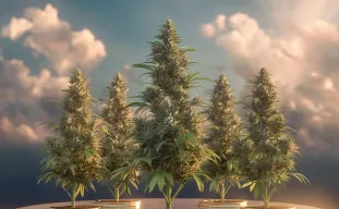Meilleures Variétés de Cannabis Autofloraison pour Étés Courts et Frais