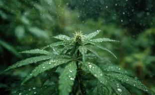 Meilleures variétés de cannabis CBD pour les climats humides