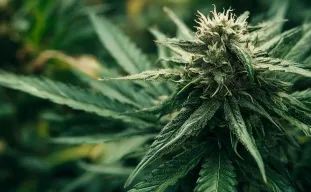 Meilleures variétés de cannabis Indica pour la culture en extérieur dans les climats nordiques plus frais