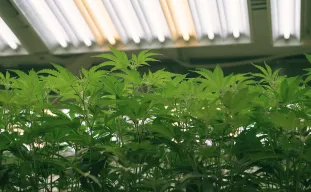 The Ultimate Guide des cycles lumineux pour autofloraison : maximisez vos rendements