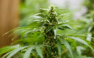 Les 10 meilleures variétés de cannabis résistantes à la moisissure pour une récolte réussie en 2026