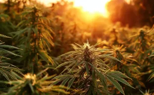 Meilleures variétés de cannabis photopériode pour les saisons courtes