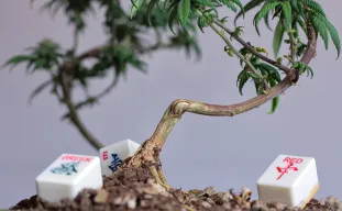 Bonsaï cannabique Guide : comment faire bonsai cannabis ?