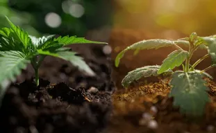 Coco Coir vs. Terreau pour le cannabis : lequel est le meilleur ? Notre analyse appuyée par des tests en laboratoire pour des têtes plus grosses en 2026