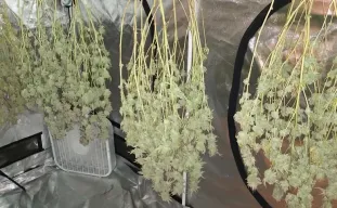 Le guide complet de la récolte, de la taille, du séchage et de l’affinage du cannabis (2026)
