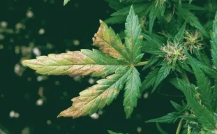 Carences et toxicités en nutriments du cannabis : un guide pratique pour diagnostic et des solutions rapides