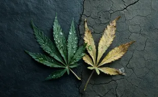 Surarrosage vs sous-arrosage du cannabis : repérez rapidement la différence — et corrigez-la correctement (guide 2026)