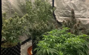 Le guide ultime sur la génétique du cannabis, les phénotypes et la sélection