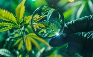 Guide de Dépannage du Cannabis : Diagnostiquer et Résoudre Rapidement