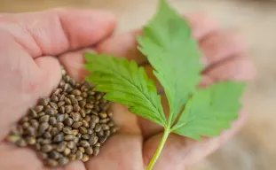 Génétique riche en CBD vs riche en THC : choisir votre traitement
