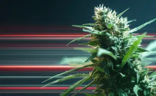 Graines de cannabis à floraison rapide expliquées : Pourquoi ces variétés mûrissent-elles si vite ?