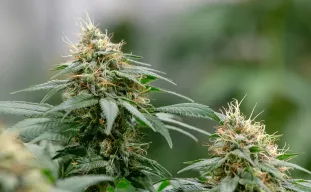 5 Variétés Autofloraison pour une Croissance Rapide ⌛