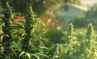Variétés de cannabis les plus rapides pour les courtes saisons extérieures