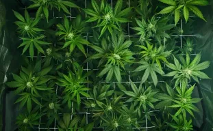 Le Guide Complet du Palissage des Plants de Cannabis : LST, Étêtage et ScrOG